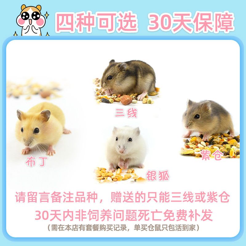 仓鼠活物疫苗花枝鼠公婆鼠金丝熊 运输盒(无仓鼠) 公