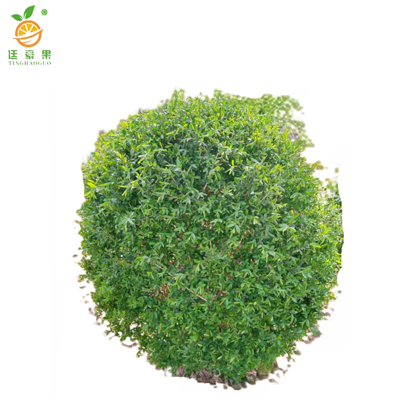 廷豪果 水蜡球 冠幅80cm /棵高清大图