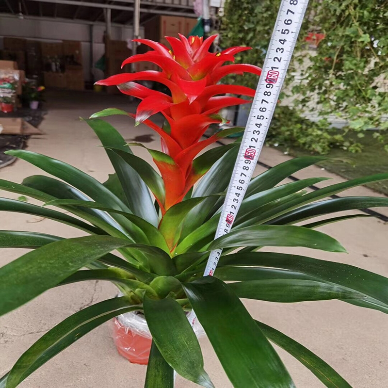 弹痕大盆鸿运当头盆栽植物花卉凤梨红星大型绿植室内客厅办公室年宵花