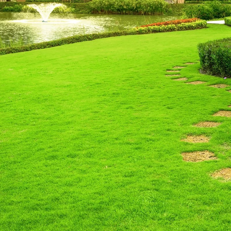 诚智旺 草坪草籽 净籽/千克高清大图
