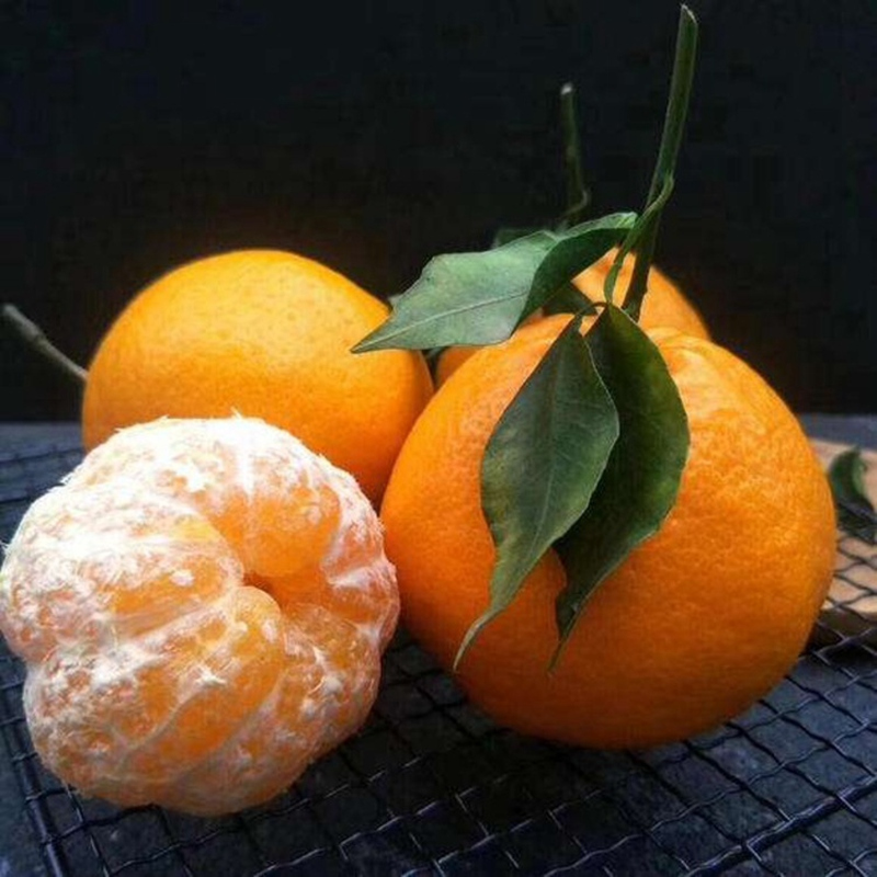 四川正宗春见耙耙柑粑粑柑5斤丑桔橘水果新鲜当季整箱橘子杷杷柑