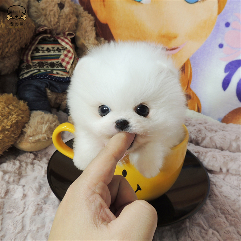 麦比佳狗狗活体 纯种博美犬幼犬哈多利系球体博美俊介狗长不大茶杯犬玩具型迷你袖珍博美宠物狗微小体杯子狗 视频挑选高清大图