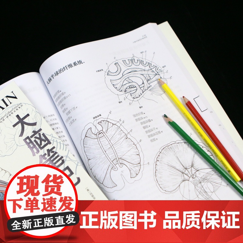 大脑笔记 神经系统涂色学习手册 重现解剖学教授经典课堂 神经系统医学脑科医学涂色练习书籍书排行榜 后浪正版高清大图