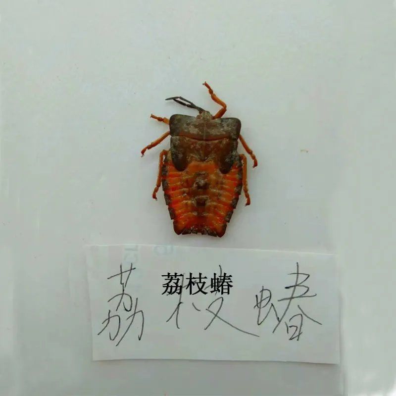 粉红色蟋蟀 甲虫真实昆虫标本独角仙金龟子扁锹甲学生观察教学DIV收藏送礼