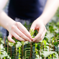 林青寻 茉莉花茶 250克/袋