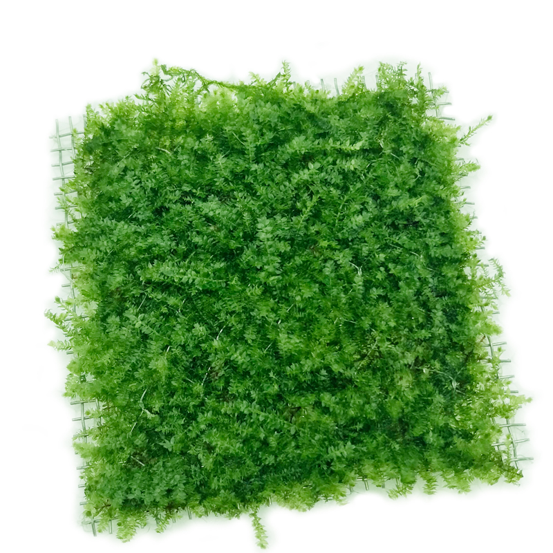 鱼缸水 莫丝水小三角莫斯珍珠莫丝 火焰莫丝 大三角莫丝高清大图