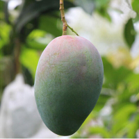 【中华特色】田阳馆 凯特芒果大果9斤（单果约500-1000g）新鲜水果原产地现摘现发 华南