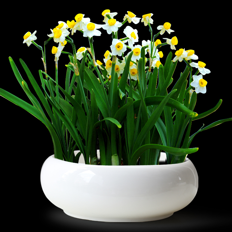 大水仙花苗种球花卉室内盆栽花种子观花水培水养绿植物进口洋水仙