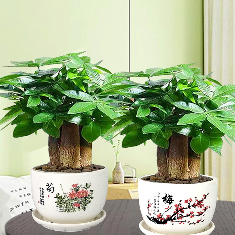 回固发财树盆栽植物室内花卉办公室招财小盆栽好养水培绿植桌面小盆景报价 参数 图片 视频 怎么样 问答 苏宁易购