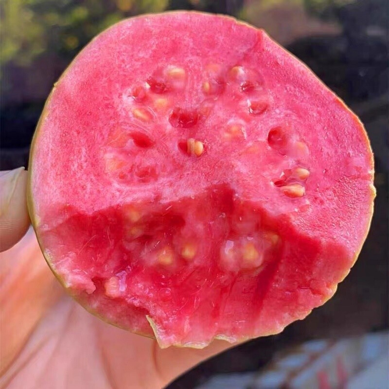 精选3/5斤 珍珠芭乐红心白心 软糯香甜 时令应季水果 红心白心芭乐