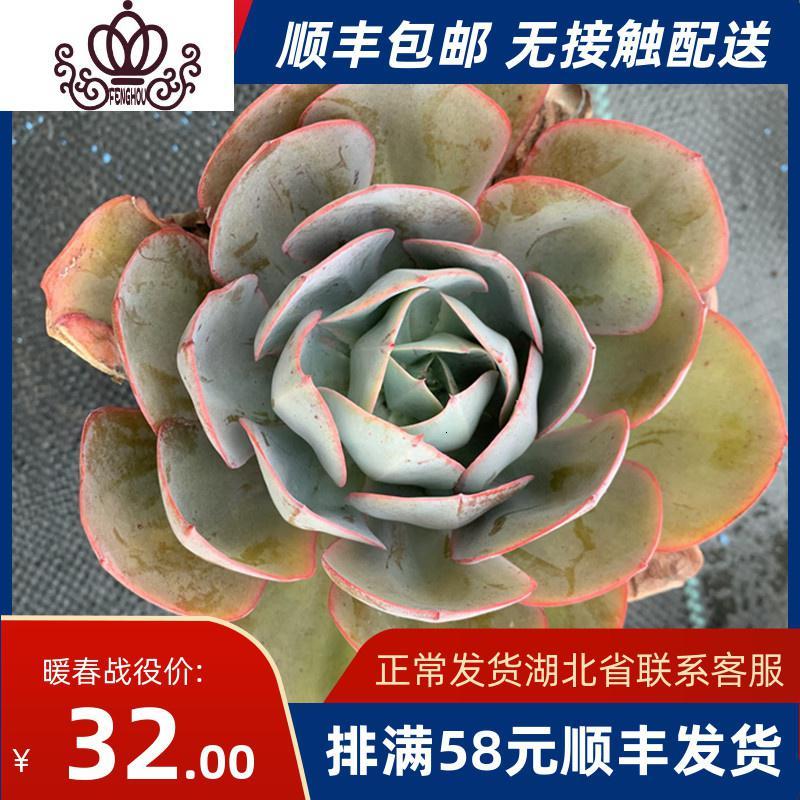 封后韩国进口艾丝美拉达艾斯梅拉达多肉植物云裳园艺大单头盆栽参数