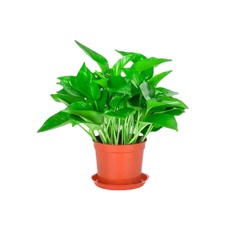 路轶森 绿萝盆栽180# 盆高清大图