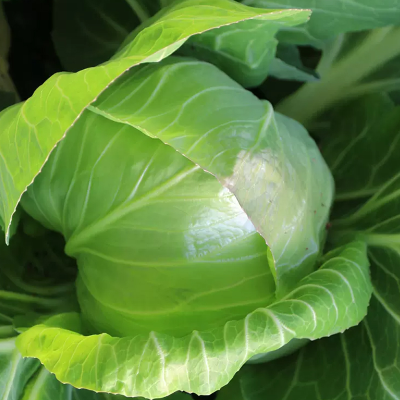 [西沛生鲜]新鲜包菜 净重8.5斤 农家自种甘蓝菜圆白菜当季蔬菜卷心包心菜高清大图