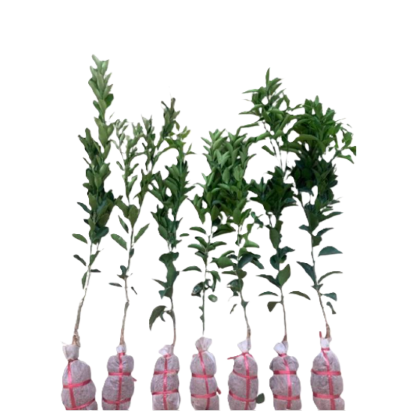 东方能展 绿植 九里香 高30-40cm 棵 果树树苗可选品种高度0.6-1.2m棵