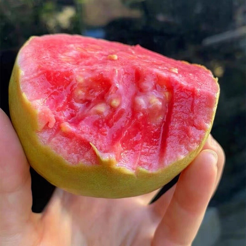 鲜木 福建红心芭乐 奶油白心芭乐 红色番石榴 精选3/5斤 珍珠芭乐白心