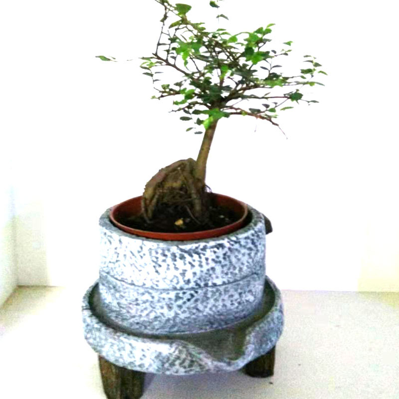 弹痕园艺用品小创意水泥花盆文竹花苗绿植盆栽小花盆家用弹痕室内复古多肉植物大号石磨 榆树 水苔大 价格图片品牌报价 苏宁易购艾迪瑞园艺用品专营店