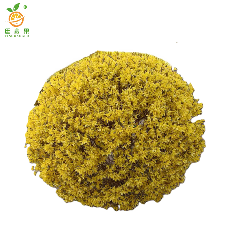 廷豪果 连翘球 冠幅120cm /棵高清大图