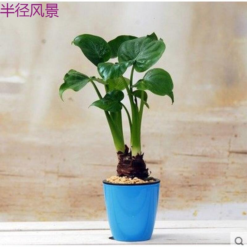 子暄滴水观音水培植物室内水养花卉绿植盆栽花苗千手观音图片 高清实拍大图 苏宁易购