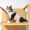 猫咪衣服母猫绝育衣服手术服断奶服柔软薄款四脚衣服猫咪防舔防咬 粉兔兔 S-4斤左右