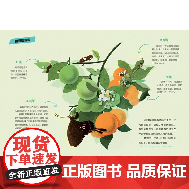 家门口的野生动物朋友 妈妈的爱——嗨,虫虫朋友高清大图