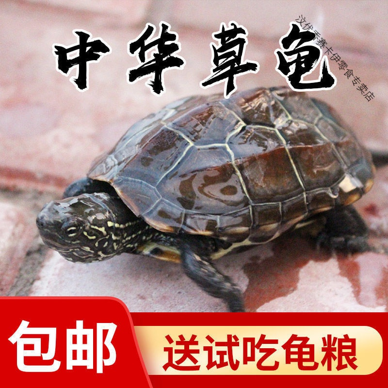 [家养乌龟]中华草龟苗金线墨龟观赏招财活体水龟小乌龟活物宠物 3-4厘米 情侣龟[两只]推荐