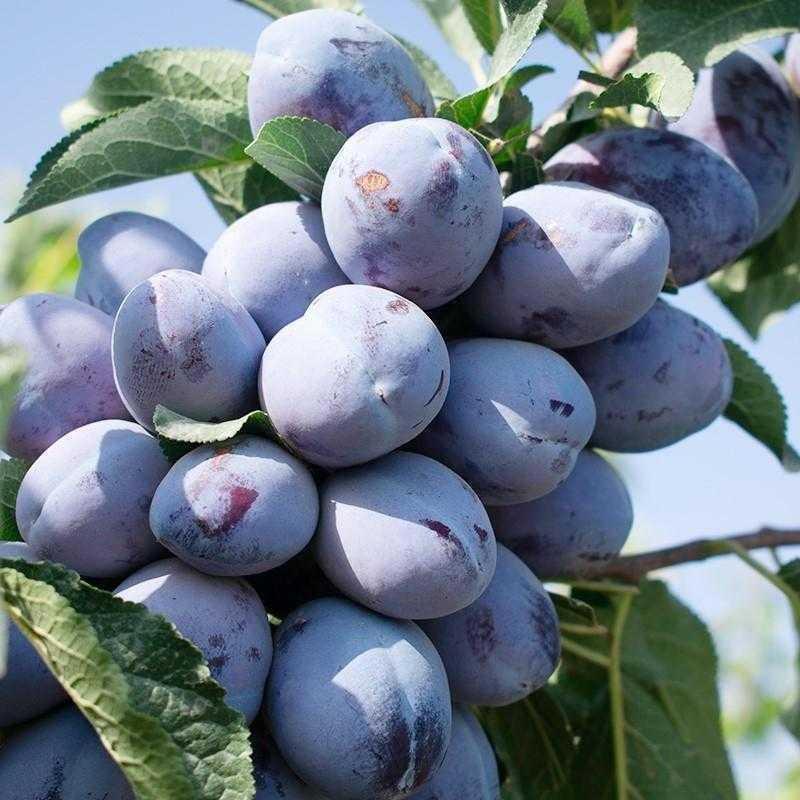 鲜木 汶川西梅 新鲜应季水果 现摘时令孕妇脆甜李子 2/3/5斤装 鲜果西