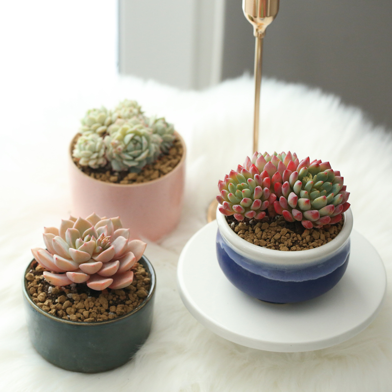 大株特大颗大棵弹痕多肉植物老桩肉肉植物盆栽老庄大号乌木杂不含盆