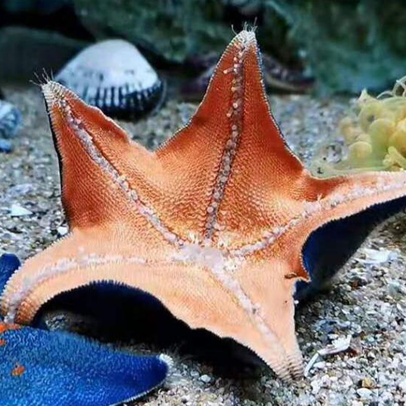 海星活宠物活体野生海水鱼缸迷你海洋生物观赏动物活的翻砂小海星一只
