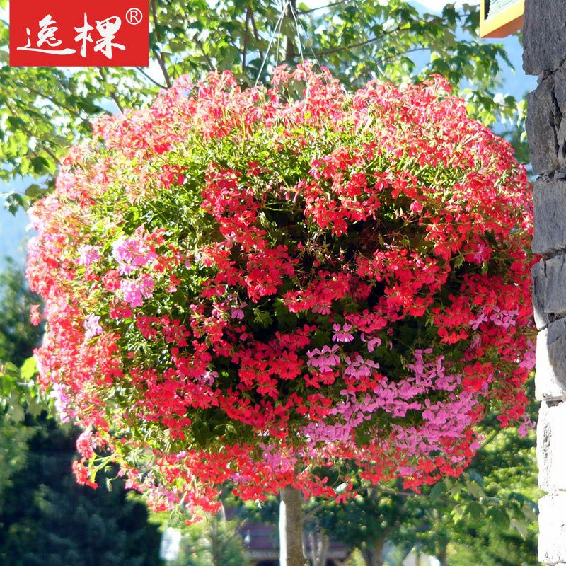 垂吊天竺葵花苗花种子籽苗大花四季种开花植物室内阳台庭院 [1株小苗]