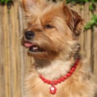 红色招财猫 狗狗彩珠项链带铃铛犬猫泰迪比熊项圈宠物服饰品小型犬领结狗用品