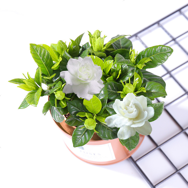 盆栽带花苞花卉植物室内花浓香型办公室绿植小盆栽四季开花