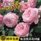 白木香(小花浓香) 中苗(40-70cm高)当年开花 蔷薇花苗藤本月季大花浓香庭院爬藤植物花卉盆栽欧月玫瑰四季开花