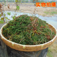2018大别山区野生一朵云小春花 独脚金鸡 阴地蕨 蛇不见 1斤