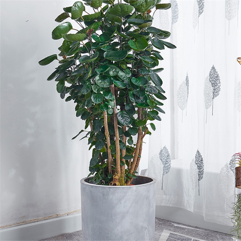 花知趣金钱兜大盆栽圆叶钱多多盆景客厅办公室中大型送礼植物室内绿植