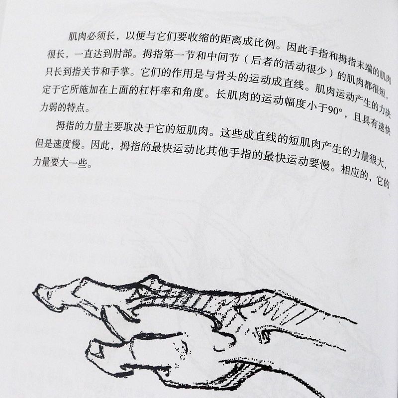 [正版]伯里曼画手 艺用人体结构绘画教学解剖技法 基础入门素描