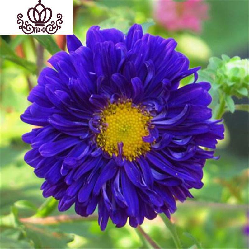 封后套餐菊花重瓣翠菊土培四季室内花阳台庭院花卉花种籽蓝色翠菊60粒
