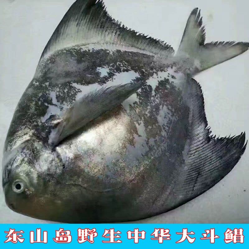 沈志雄福建澳角村海捕中华鲳斗鲳鱼平鱼镜鱼扁鱼中华鲳王年货年夜饭送礼图片