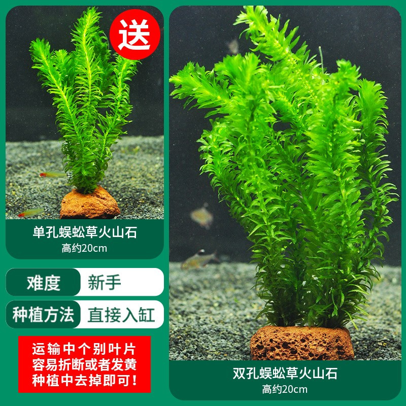 水草植物鱼缸造景莫斯阴性水榕沉木蜈蚣水培懒人增氧乌龟真草缸
