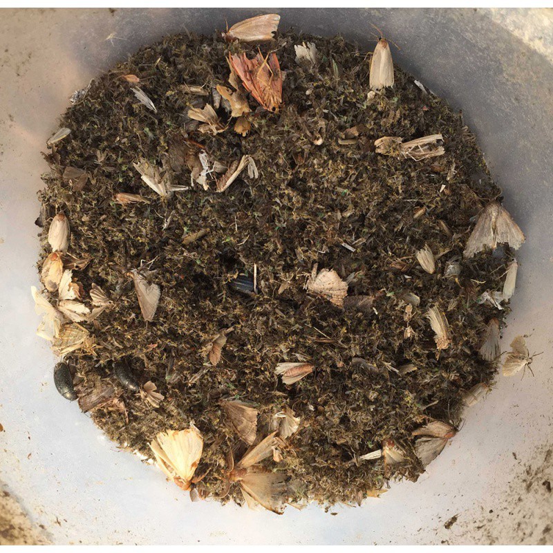 三维工匠式杀虫灯电击式农用灭蚊灯诱虫灯吸果夜蛾果园抓虫灯 三维工 [交流220v大型][黑白双杀果实蝇]杀虫灯23W灯泡高清大图