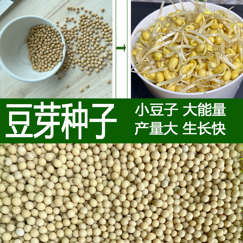 豆芽种籽芽苗菜种籽豆绿豆黑豆豆芽菜种子水培蔬菜豆苗纸上种菜黄豆绿豆黑豆各2斤图片 高清实拍大图 苏宁易购