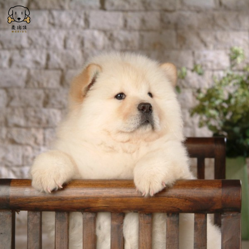 麦比佳 宠物狗狗活体 松狮犬幼犬活体 纯种双血统肉嘴面包蓝舌头松狮狗 大骨架宠物狗长毛短毛狮子狗熊狮犬 视频挑选高清大图