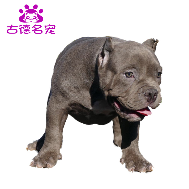 豆乐奇 Douleqi 狗狗恶霸幼犬活体巨型美国恶霸幼犬杜高猛犬猎犬双血统狗狗小幼崽国恶霸犬恶霸幼犬恶霸种母犬精品恶霸犬小体恶霸狗狗北京犬舍 价格图片品牌报价 苏宁易购古德名宠专营店