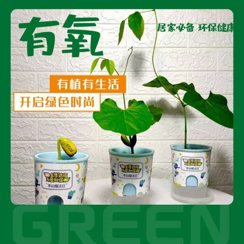 花样汇开心农场牵牛花魔术花盆