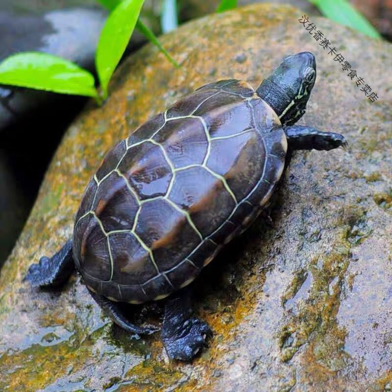 外塘中华草龟苗乌龟苗小乌龟活物宠物爬宠金线龟招财龟情侣观赏龟 1-2