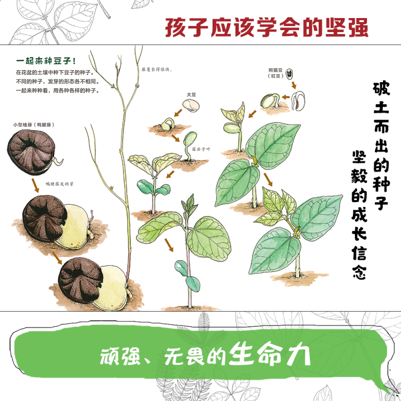 [全2册]神秘的蟑螂图鉴+神奇的种子图鉴 [正版]生命的力量神秘的蟑螂图鉴神奇的种子图鉴 自然科学绘本昆虫百科知识启蒙书