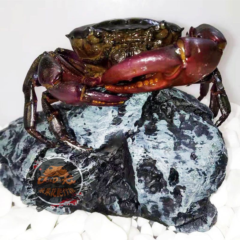 特惠特大将军蟹一只紫罗兰束腰蟹观赏蟹南海溪蟹田蟹溪蟹淡水蟹观赏蟹