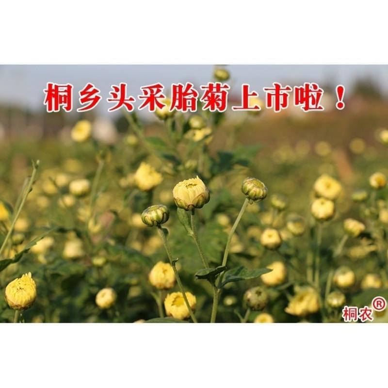 菊花茶胎菊王正宗桐乡胎菊非清热去火泡茶菊花杭白菊野生菊花茶 精选胎菊1罐50克