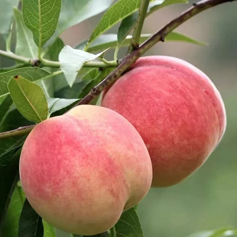 鲜贝达 山东蒙阴蜜桃水蜜桃净重3斤装[7-9个]桃子