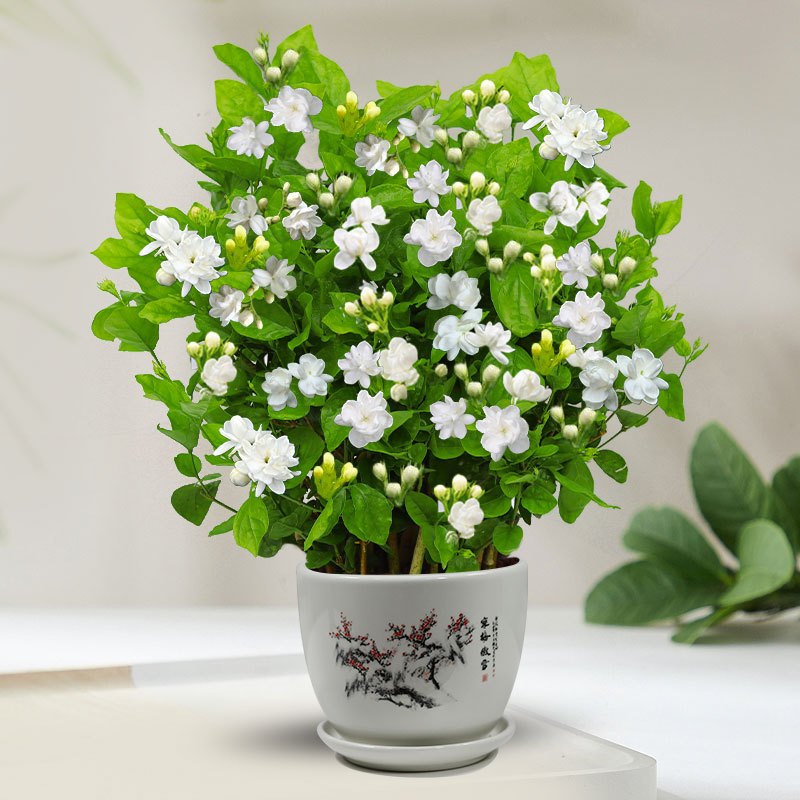 茉莉花苗盆栽带花苞九里香老桩驱蚊花卉植物室内浓香四季开花好养