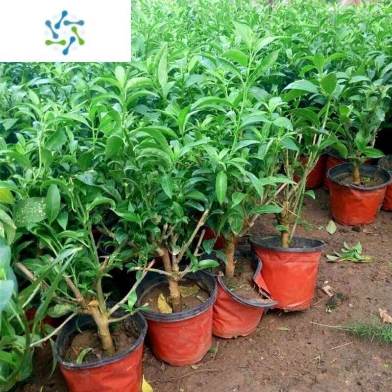 三维工匠夜来香花树苗九里香夜来香盆栽花卉植物室内花苗浓香四季开花报价 参数 图片 视频 怎么样 问答 苏宁易购